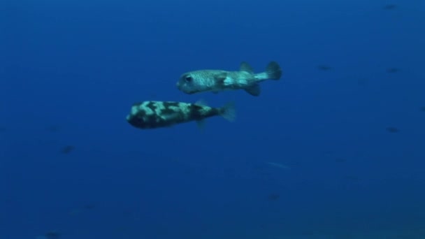Stachelschweinfische paaren sich im Meer — Stockvideo