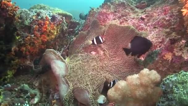 Peces payaso en un coral vivo — Vídeo de stock