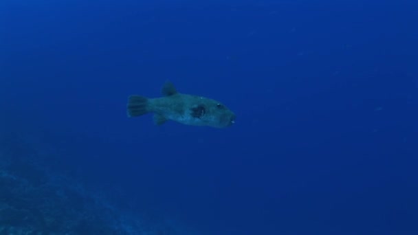 Giant pufferfish swimming on reef — Stock Video