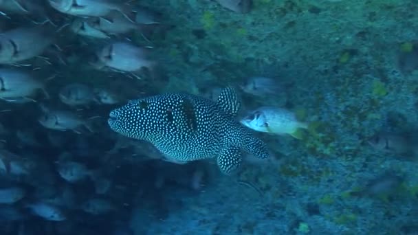 Blåsfisk simning på reef — Stockvideo