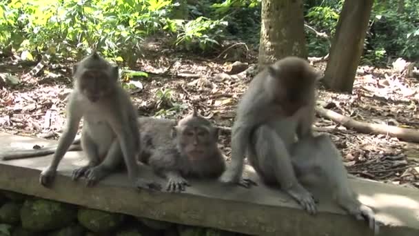 Macaques curieux de la caméra — Video