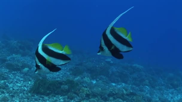 Bannerfishes nadando en el océano — Vídeos de Stock