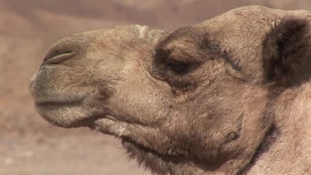 Portrait of camel in desert — Stock Video