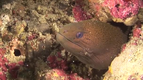 Giant yellow moray eel — Stock Video