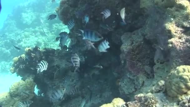 Damsel fishes swimming in ocean — Stock Video