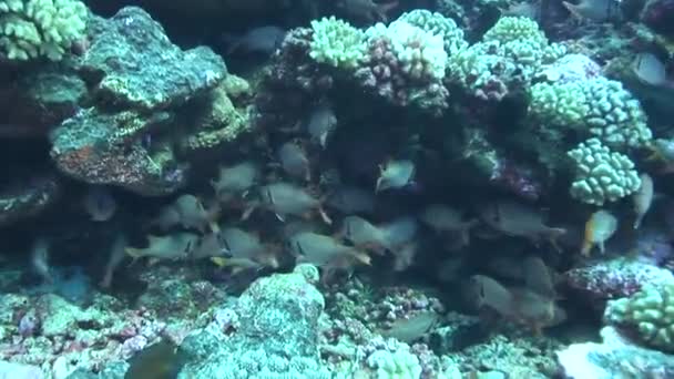 School of soldierish swimming on reef, — Stock Video