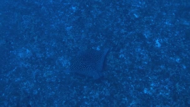 Eagle ray cruising in the water — Stock Video