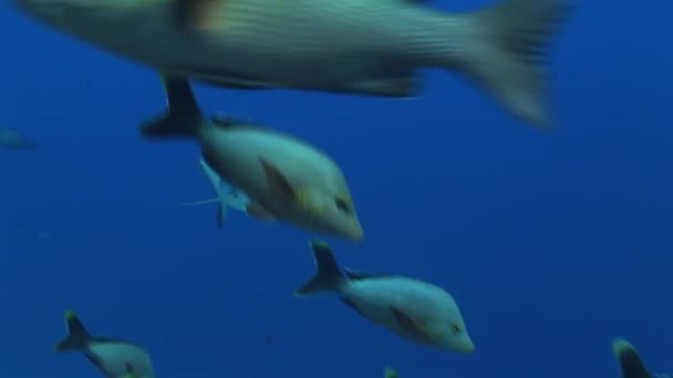 Reefshark は、カメラに向かって泳ぐ — ストック動画