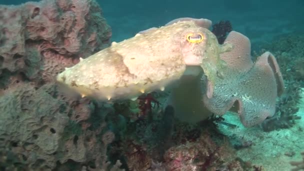 Cuttlefish flamboyant andando no fundo — Vídeo de Stock