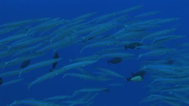 Escuela de grandes barracudas oculares — Vídeo de stock