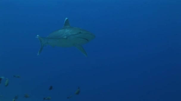 Argentés requins approche caméra, gros plan — Video