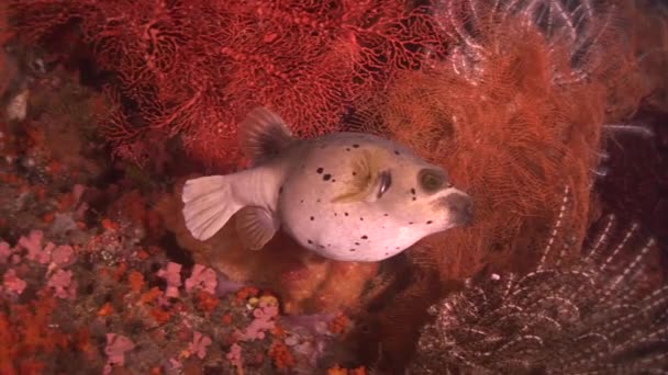 Poisson arothron dans les récifs — Video