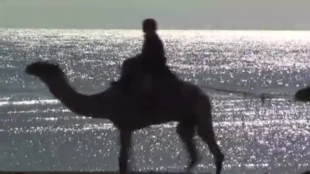 Camellos que se llevan al lado de la costa — Vídeo de stock