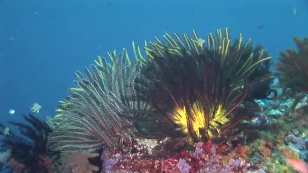 Estrelas de penas em um recife de coral — Vídeo de Stock
