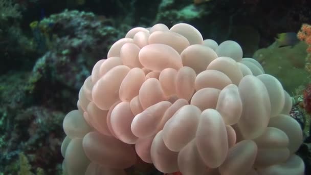Красочные кораллы на дне моря — стоковое видео