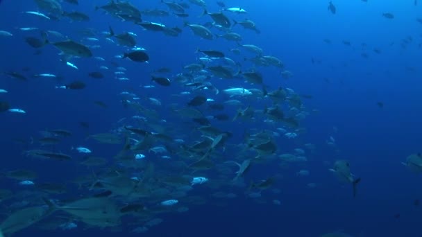 École de gros loup de mer — Video