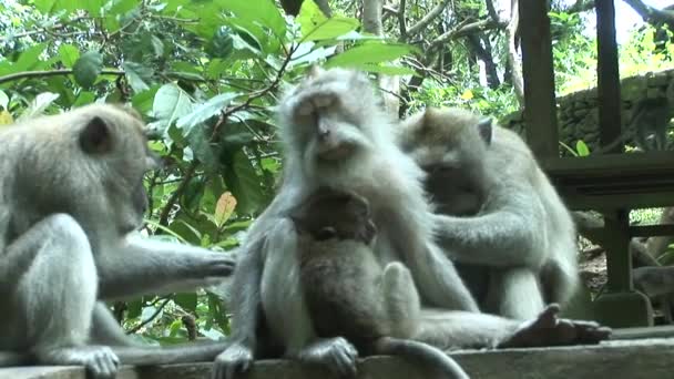 Macacos cola larga aseo — Vídeo de stock