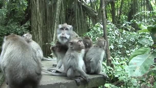 Gruppo di macachi toelettatura — Video Stock