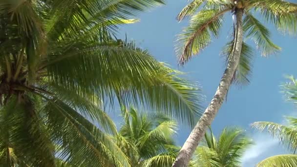 Blue  water sparkles with palm trees — Stock Video