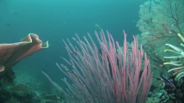 Färgglada koraller på havsbotten — Stockvideo