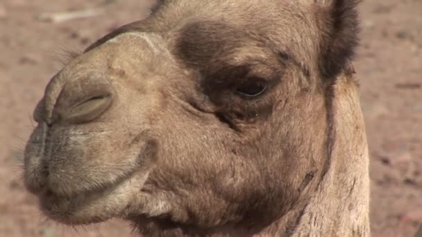 Portrait de chameau dans le désert — Video