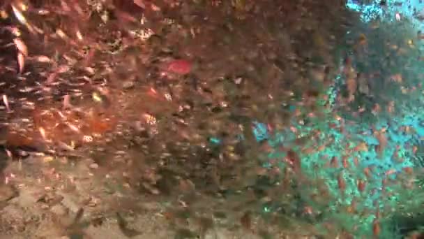 École de poissons verriers nageant sur le récif — Video