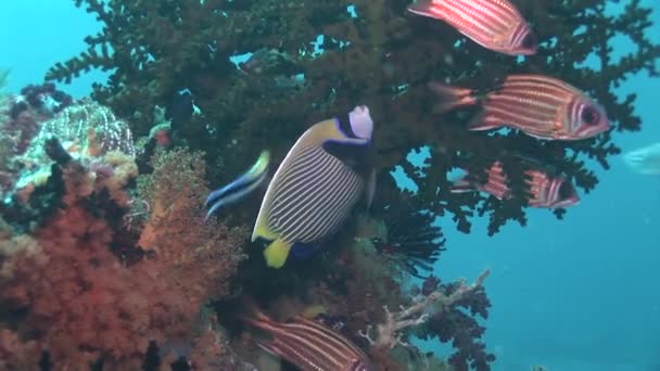 Gestreepte kleurrijke vissen — Stockvideo