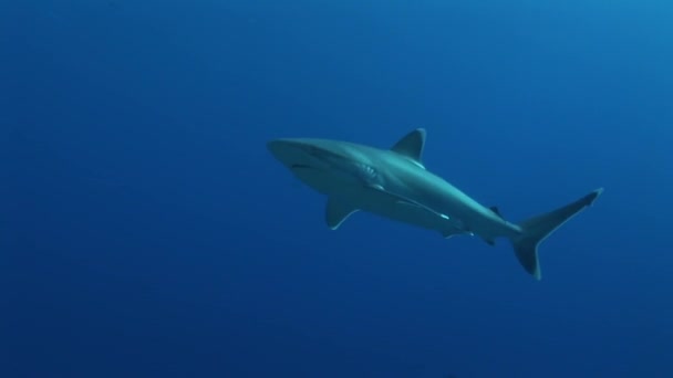 Срібляста акула, що проходить перед камерою — стокове відео
