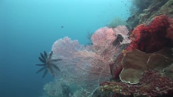 Tropical fish and corals — Stock Video