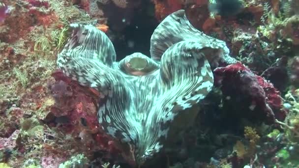 Colorful derasa clam — Stock Video