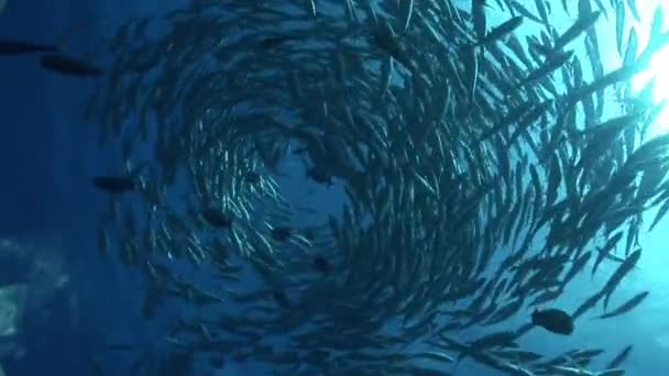 School of big eye jackfish — Stock Video