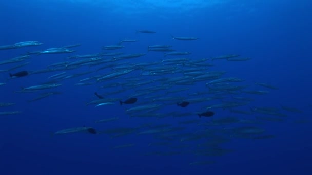 Escuela de grandes barracudas oculares — Vídeos de Stock