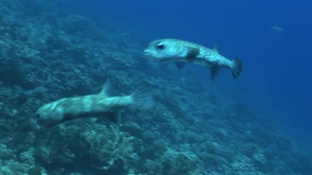 Peces puercoespín apareándose en el océano — Vídeo de stock