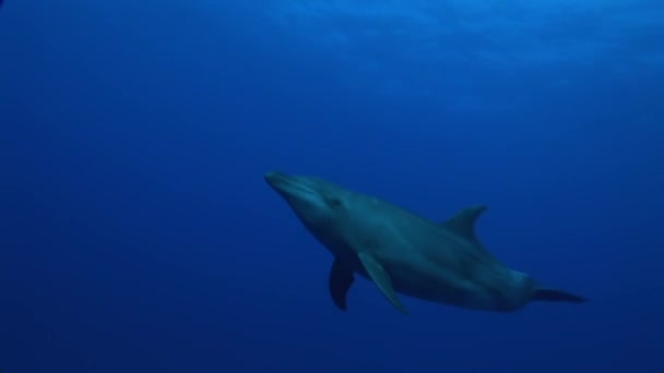 Delfin odgrywa przed kamerą — Wideo stockowe