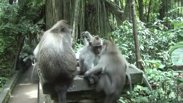 Group of macaques grooming — Stock Video