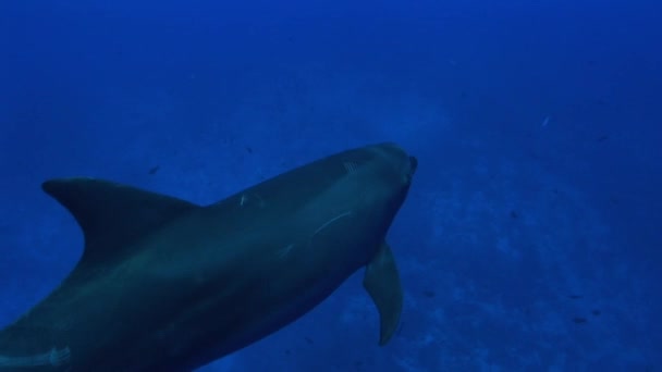 Delfines nadan en el océano — Vídeo de stock