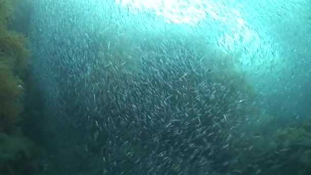 Enorme enjambre de anchoas — Vídeo de stock