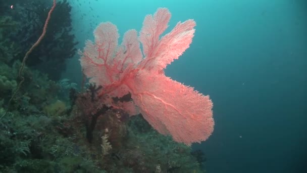 Coral gorgone e pequenos peixes — Vídeo de Stock