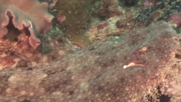 Wobbegong liggande på sanden på nära håll — Stockvideo