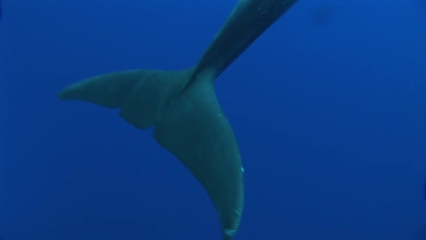 Dolphin swims in ocean — Stock Video