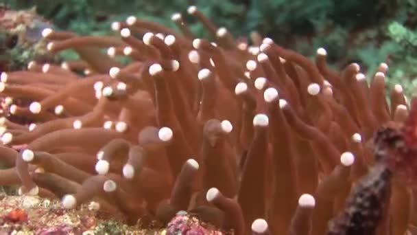 Färgglada anemone under vattnet skott — Stockvideo
