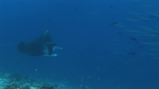 Manta ray en el arrecife — Vídeos de Stock
