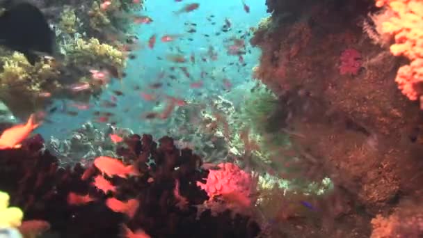 Tropiska fiskar och koraller — Stockvideo