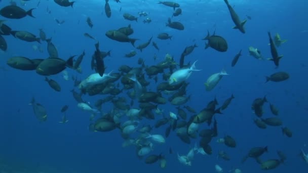 Bir mercan kayalığı papağan balık — Stok video