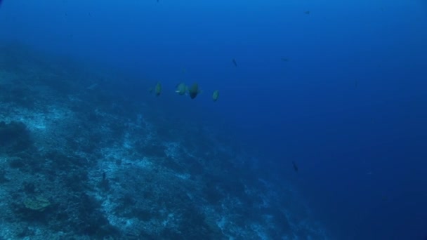 Pesce pappagallo in una barriera corallina — Video Stock