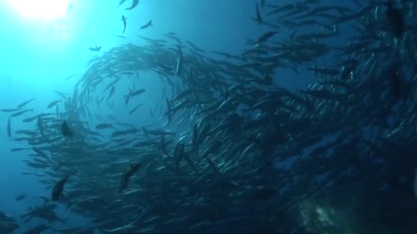 School of big eye jackfish — Stock Video