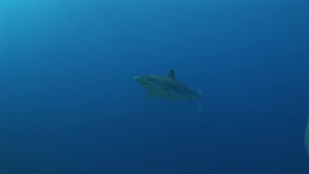 Silvertip haj i solen, bakgrundsbelysning skott — Stockvideo