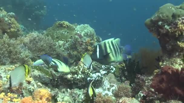 Poisson ange coloré — Video