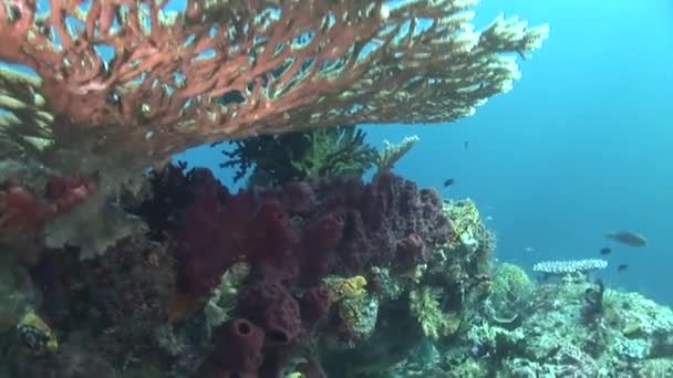 Tropische Fische und Korallen — Stockvideo