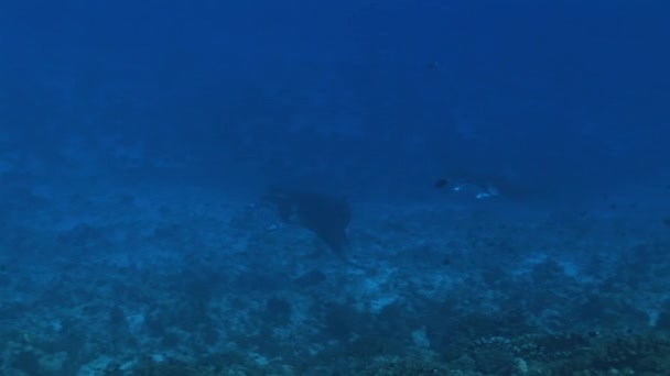 Manta rays in the passage of an atoll — Stock Video
